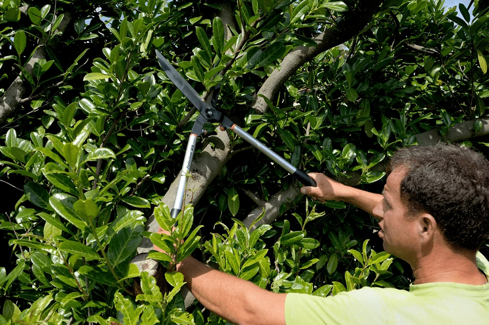 Bahco P51H-SL Extra Long Hedge Shears, Heavy Duty, Lightweight With Aluminium Handle - Image 13