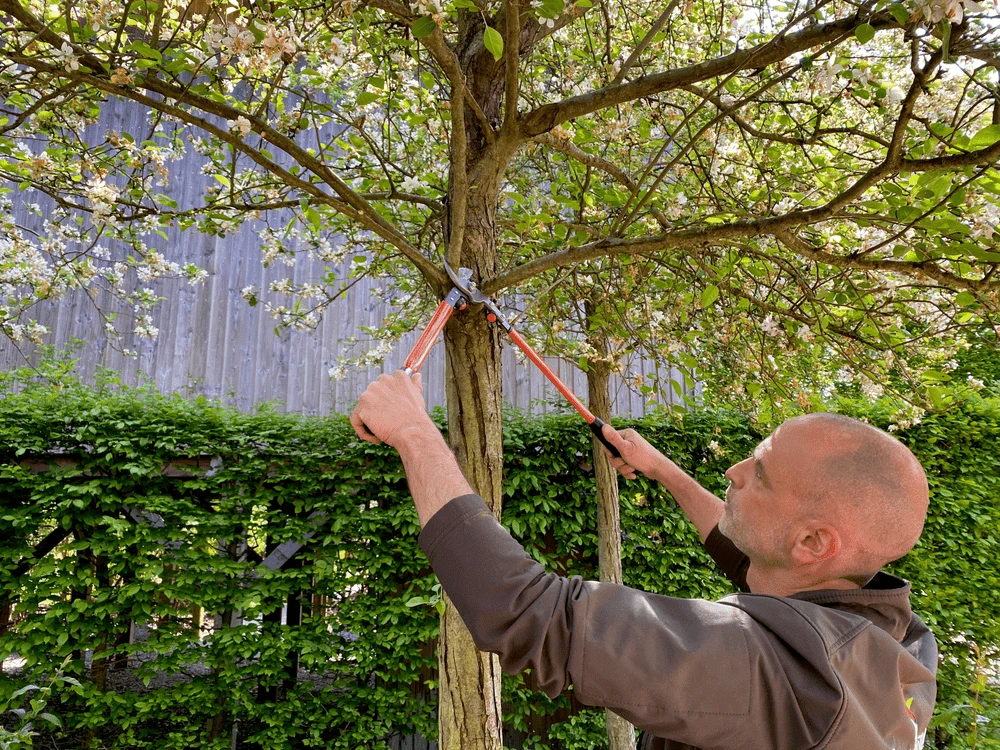 Bahco P16-60-F Professional 30mm Bypass Loppers With Steel Handle - Image 7